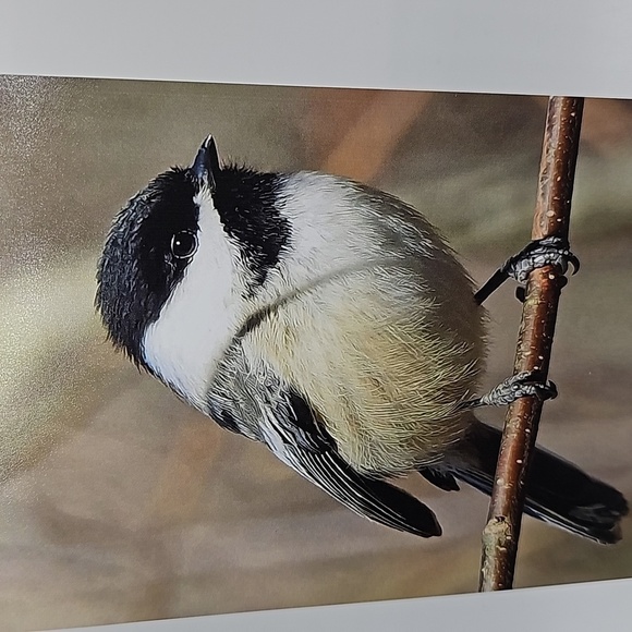 4x6 Chickadee Bird Oil Painting Photography Print‎ - Picture 5 of 7